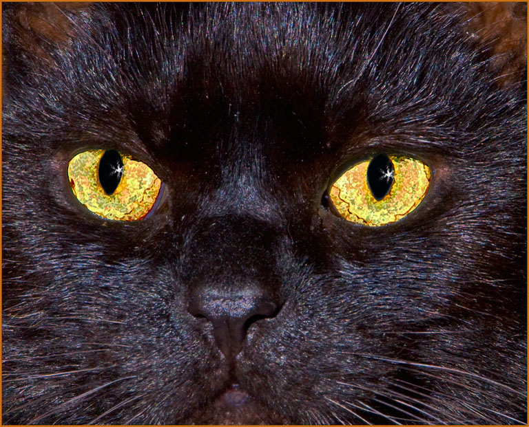 Cricket's Eyes